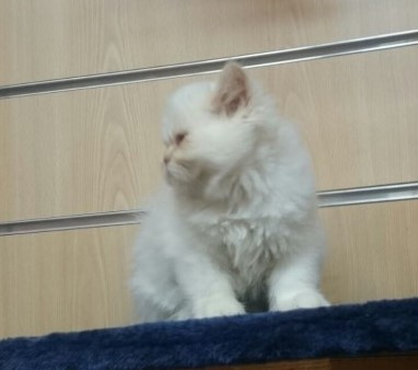 4546472  Persian kittens Available
